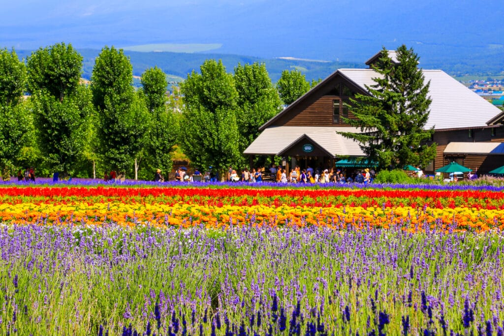 Colorful lavender and flower fields in Furano, Hokkaido, during summer