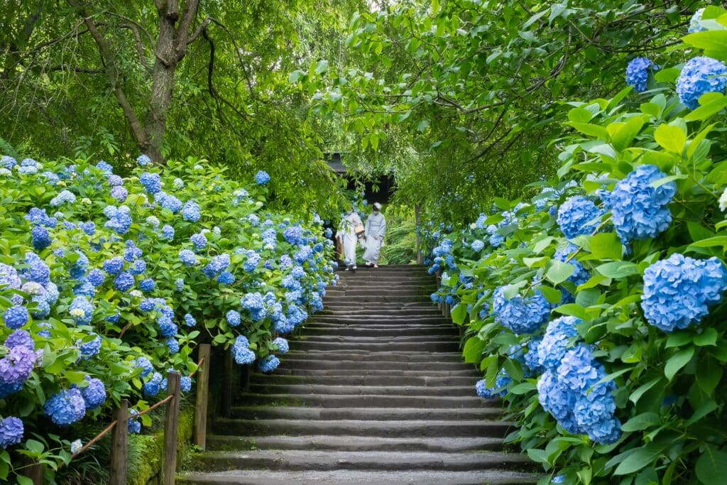 Blue hydrangeas blooming beside stone steps in a lush Japanese temple garden