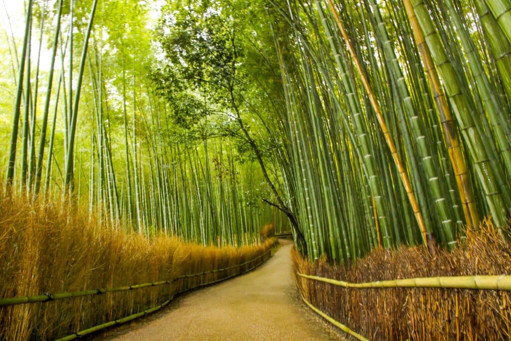 Walking path surrounded by tall green bamboo stalks in Kyoto's Arashiyama Bamboo Grove