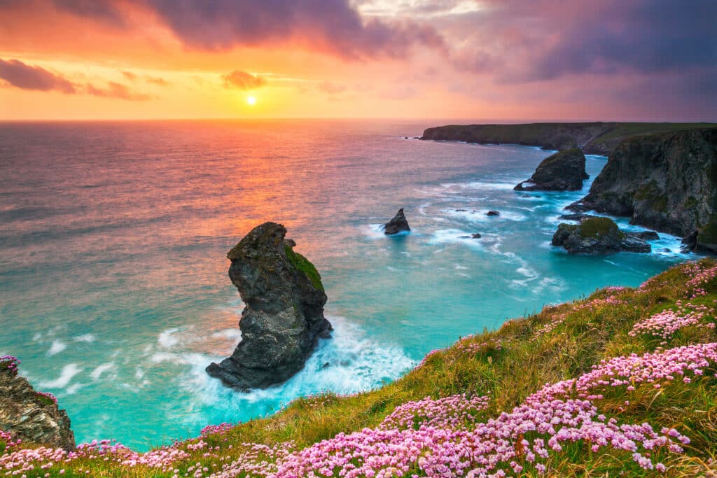 Dramatic cliffs and offshore rock formations on the North Cornwall coast at sunset, with pink coastal flowers in the foreground